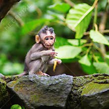 Little baby-monkey in sacred monkey forest of Ubud
