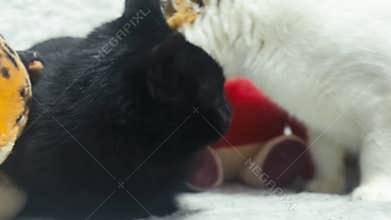 Two cats close up. Homeless cats at animal centre. Cats waiting for adoption