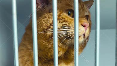 Red cat in animal shelter. Homeless cat in cage. Cat waiting for adoption