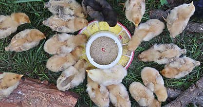 Chicks gather around feeder to eat grain in farm backyard setting