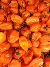 Habanero Orange Peppers
