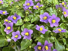 Persian violet (Exacum affine
