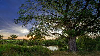 Moving clouds behind a single big oak tree