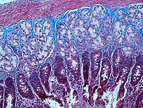 Histology of Collagen