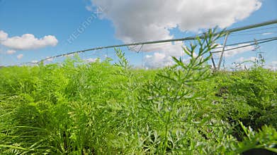 Vibrant and lush Green carrots Fields Under a Clear Blue Sky with an Advanced Irrigation System in Place