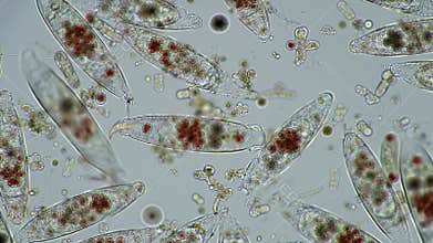 Detailed Microscopic View of Various Protozoa Organisms in Light Background a Focus on Cellular Structures for Scientific Research