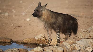 Brown hyena drinking water 02