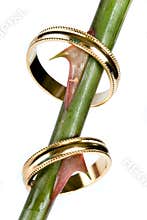 Wedding thorns
