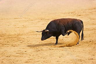 Bull kicks up dust in a sandy arena during a traditional event in the afternoon sunlight