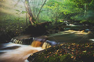 Forest Stream Cascading Over Mossy Rocks in Autumn Light