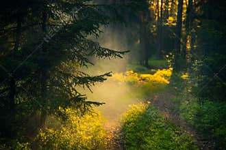 Golden Forest Path Illuminated by Morning Mist and Sunbeams