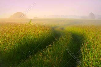 Winding path through a green meadow