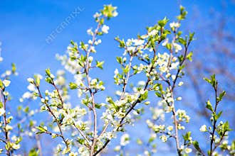 Blossom spring cherry branches