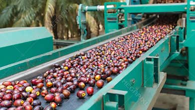 Fresh Palm Fruits Traveling on a Conveyor Belt at a Processing Plant