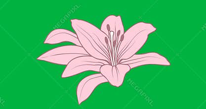 Graphic designer adding pink lily with outlined petals and stamens on transparent background