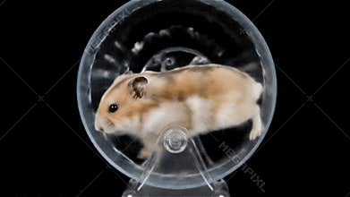 Hamster Running In Transparent Wheel On Black Background high quality 4k video