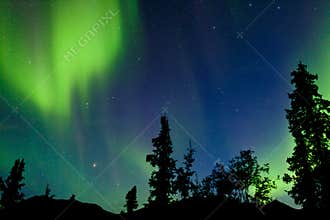 Northern Lights Aurora borealis swirls Yukon taiga