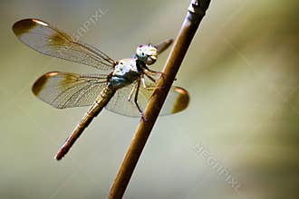 Insect - Dragonfly in Australia