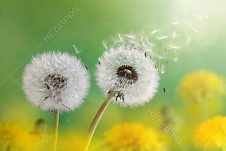 Dandelion clock in morning sun