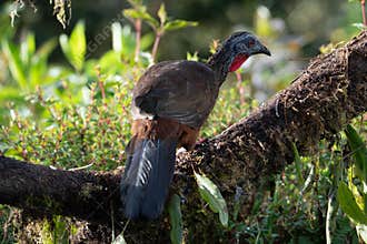 A Cauca Guan