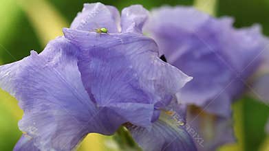 Purple bearded iris and a spider