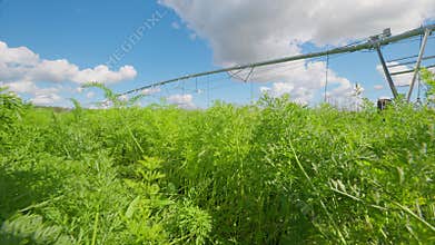 A breathtakingly beautiful Lush Green carrots Crop Field stretching under a clear Blue Sky above