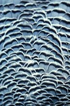 Feathers