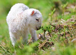 Spring lamb
