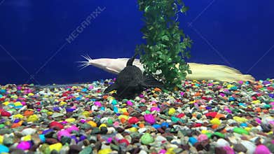 Ancistrus vulgaris under aquarium close up.