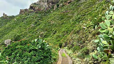 Experience a scenic pathway that weaves its way through lush greenery and fascinating cacti