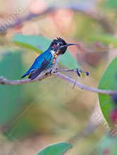 Male Bee Hummingbird on a branch