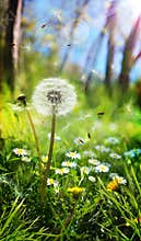 Spring and allergic concept