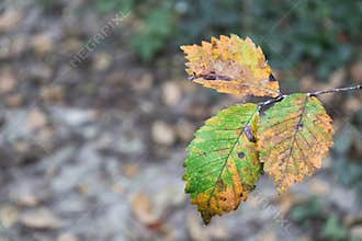 Autumn leaf close-up