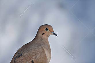 Mourning dove against blue sky