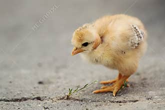 White naked neck chicken