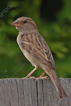 A city sparrow on a fence