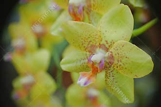 Yellow orchid with colored center