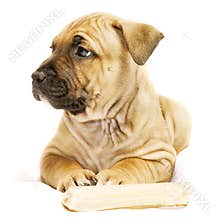 Rimpled puppy