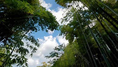 Serene bamboo forest canopy view with blue sky and clouds in a peaceful environment