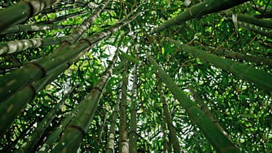 Bamboo forest