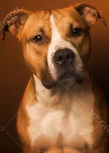 Nice pitbul