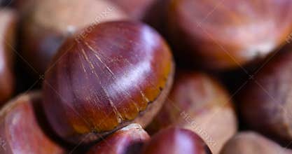 a hard edible chestnut fruit in a brown shell on a