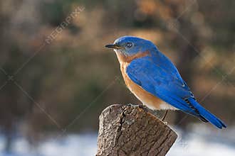 Eastern Bluebird