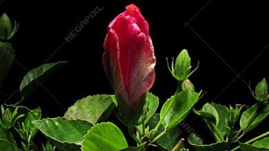 Hibiscus Flower Timelapse