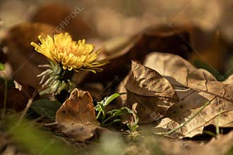 Dandelion Bloom Among Fallen Autumn Leaves