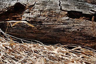 Dead Log