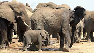 Playful baby elephant acting curious and scared.