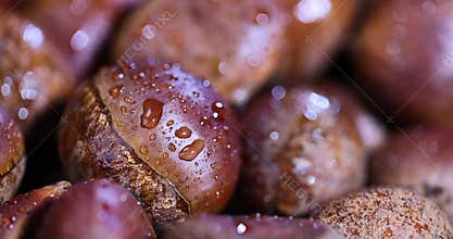 a hard, edible chestnut fruit in a brown shell covered with