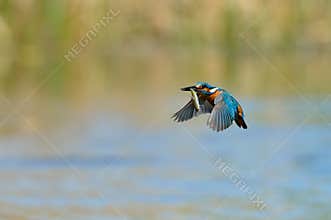 Kingfisher in flight (alcedo atthis)