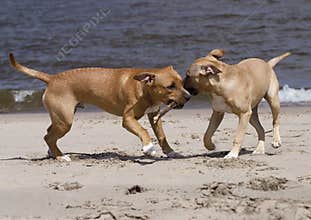 Playing
